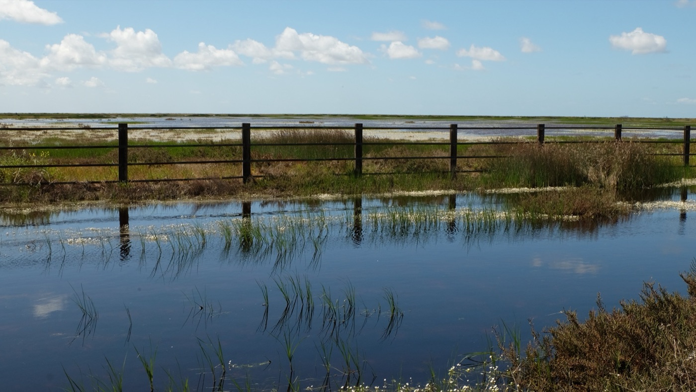 The marshes of Doñana. The lagoons are fed from below by the same aquifer the strawberry wells draw on.