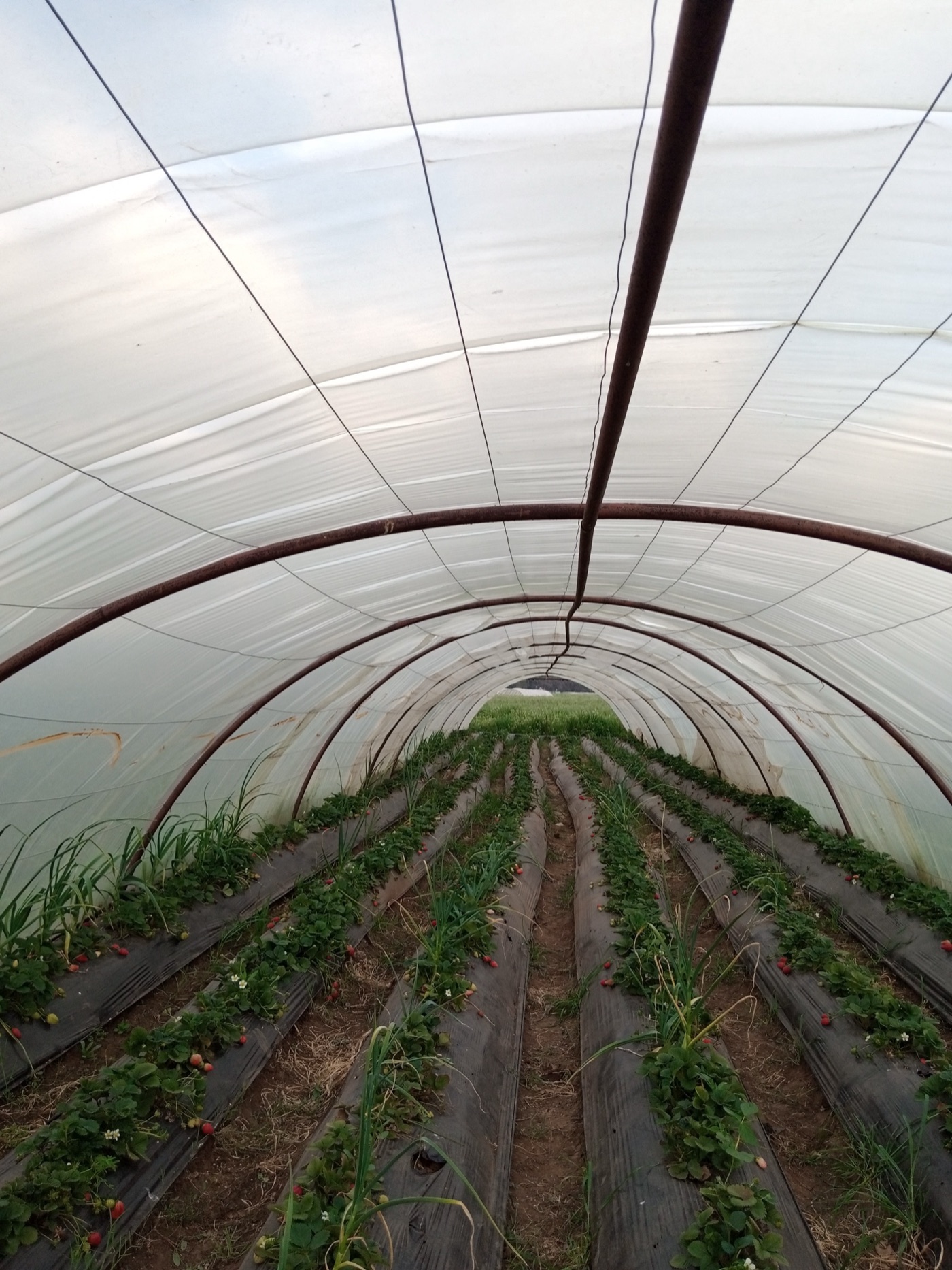 Inside a strawberry tunnel. Drip tape under the plastic mulch waters each bed a little every day from a well.