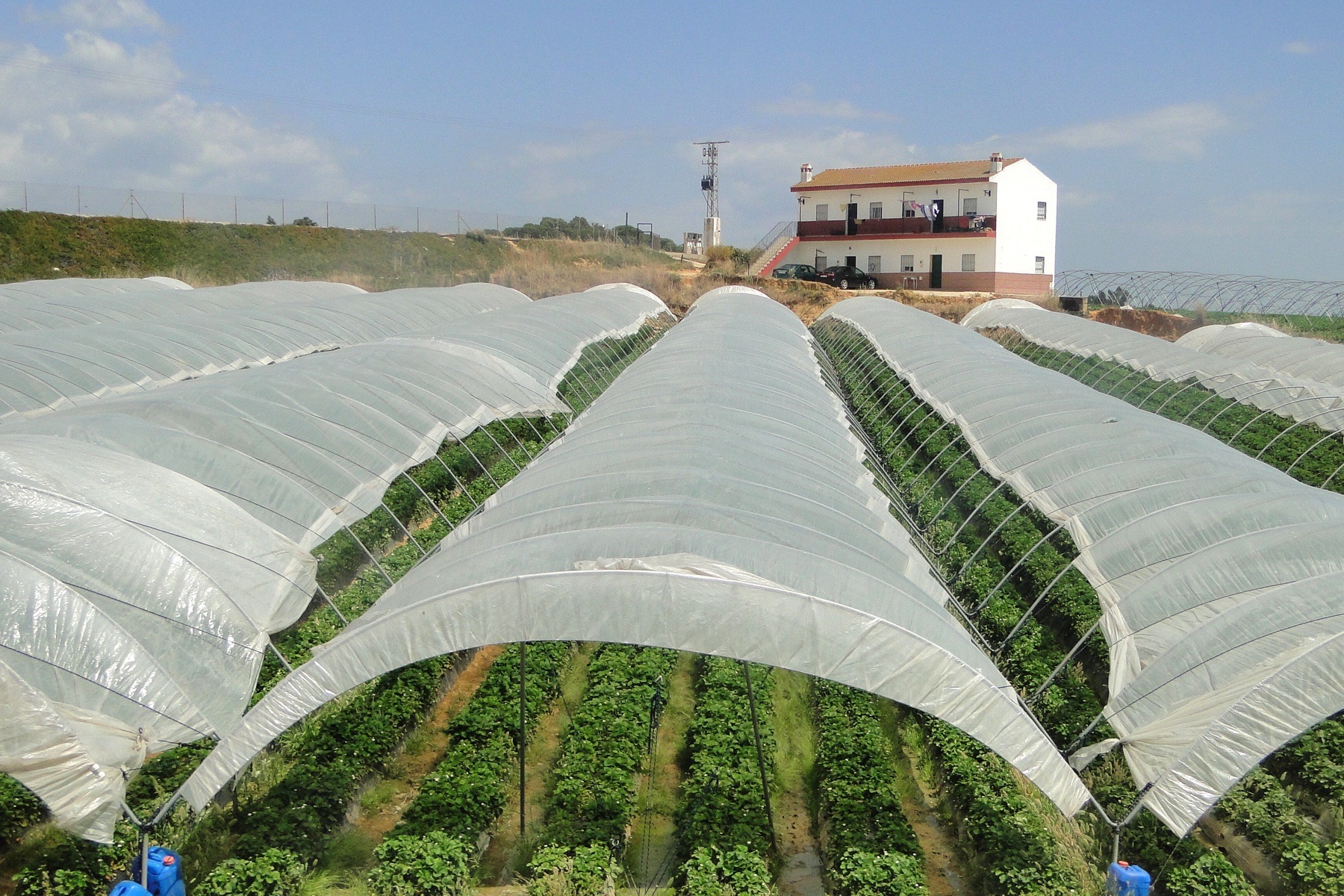 Strawberry tunnels in Huelva, southern Spain