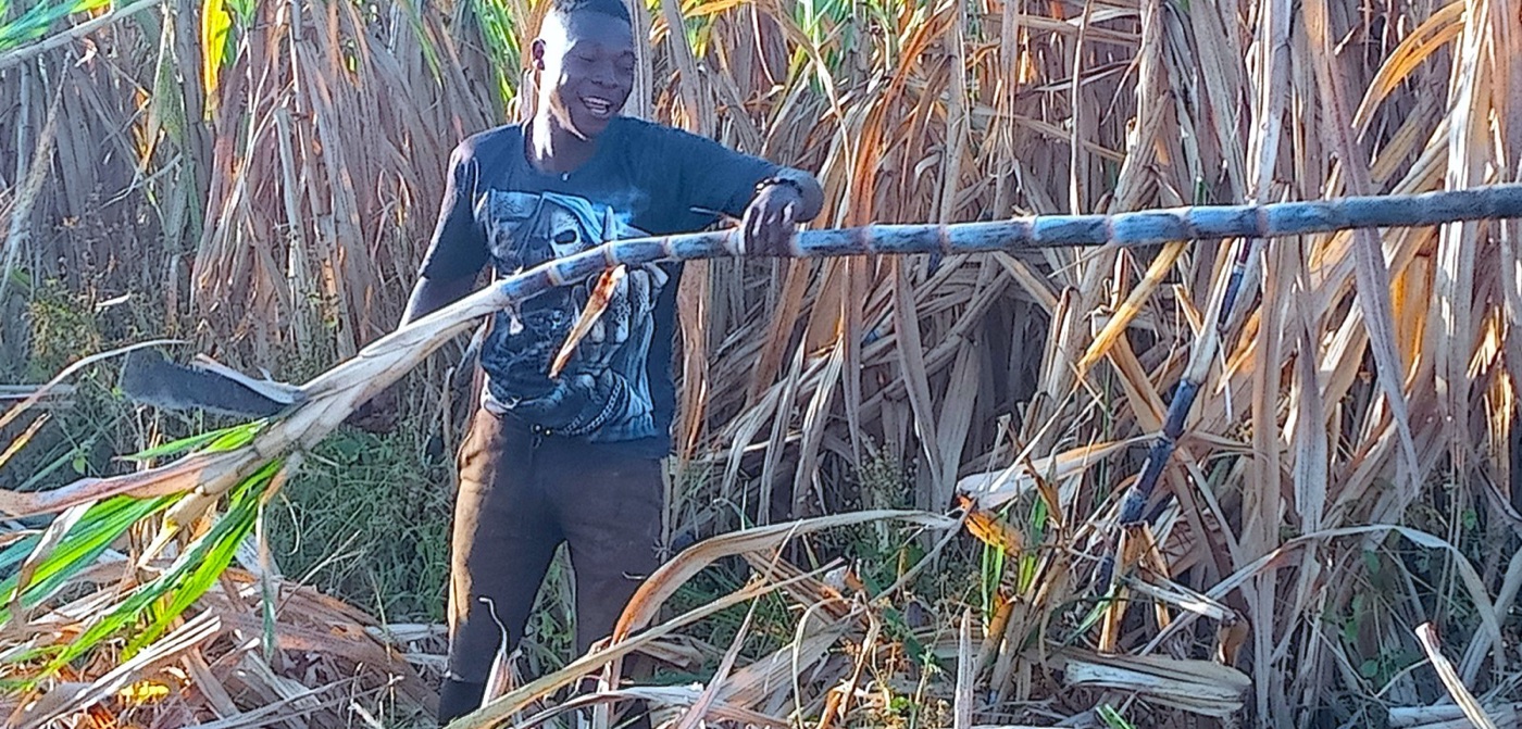 Cutting cane by hand. The stalk is about seventy percent water when it is cut.