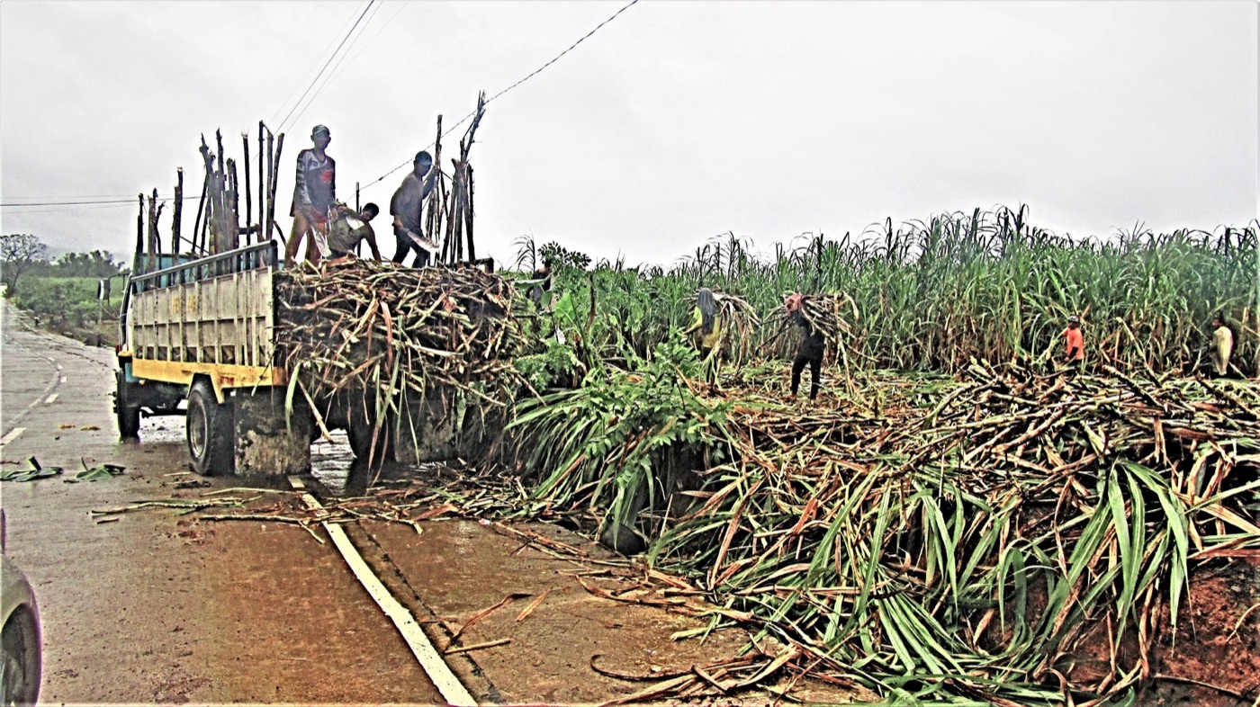 Cane loaded for the mill. It has to be crushed within a day or two of cutting.