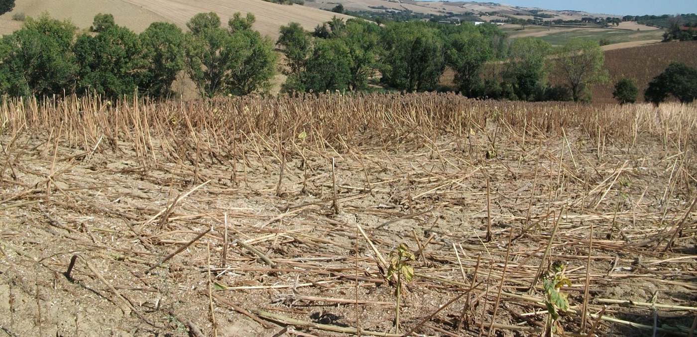 A sunflower field after harvest. Two to three tonnes of seed a hectare, grown on the winter's rain.