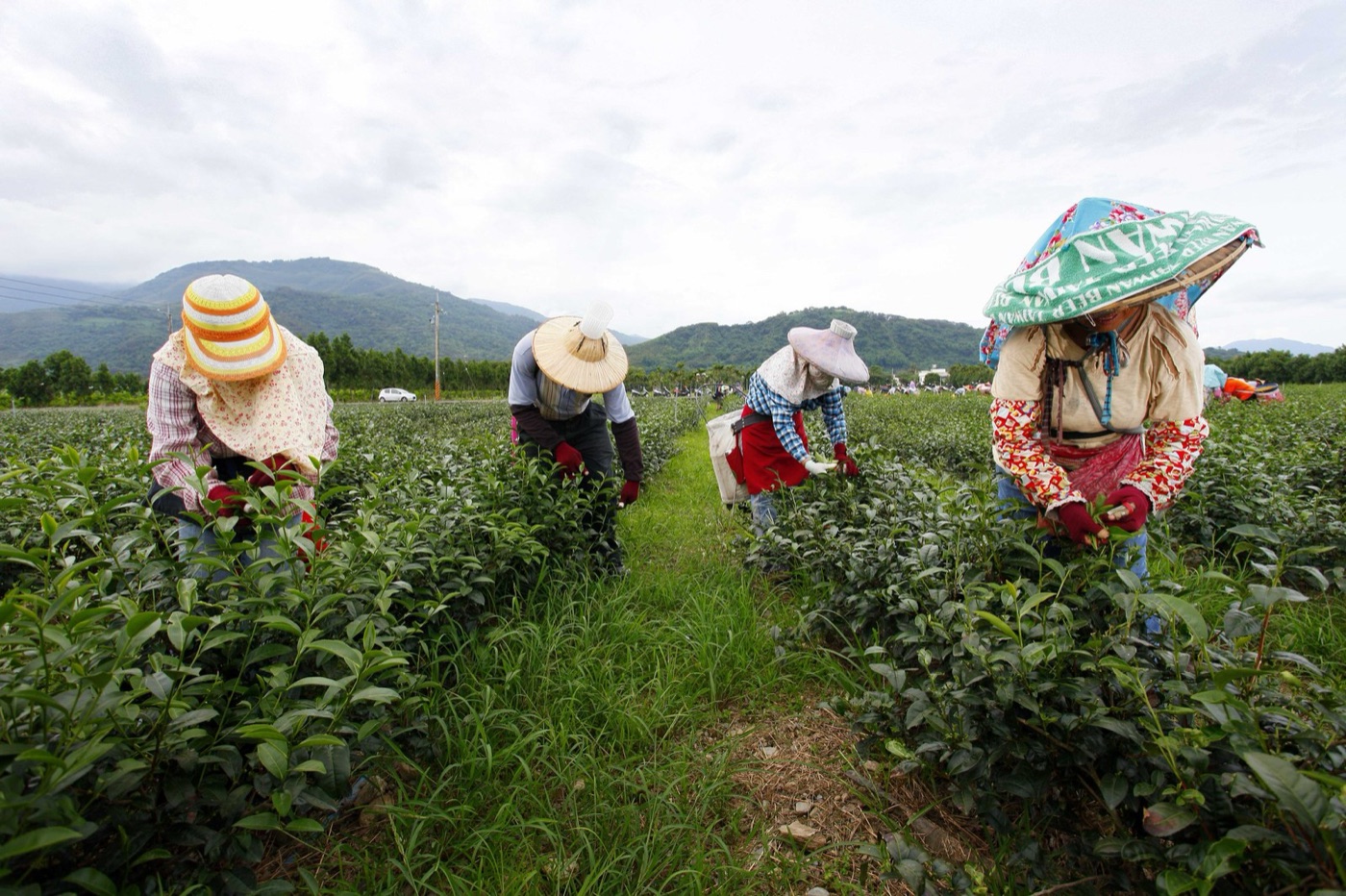 Pickers on a tea estate. Two leaves and a bud, by hand, all year.