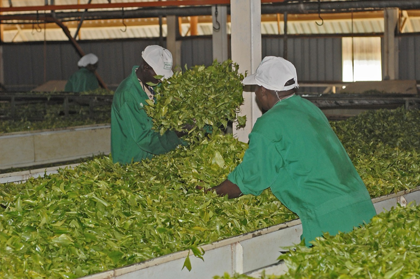 Withering troughs in a tea factory. Fresh leaf loses much of its water before it is rolled.
