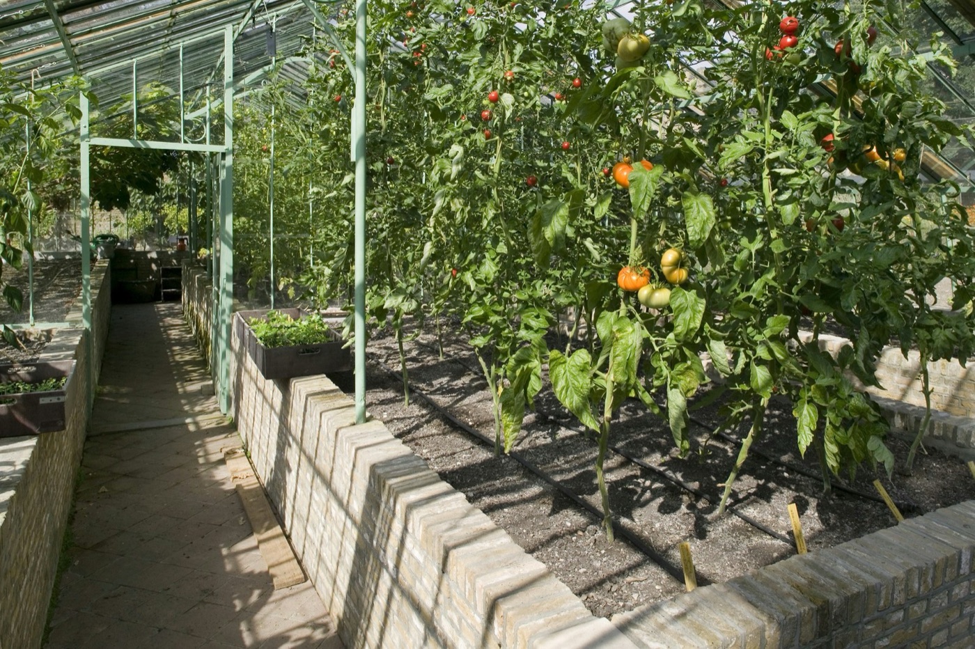 Tomatoes under glass. On rockwool with the water recycled, a kilogram takes fifteen to twenty litres.