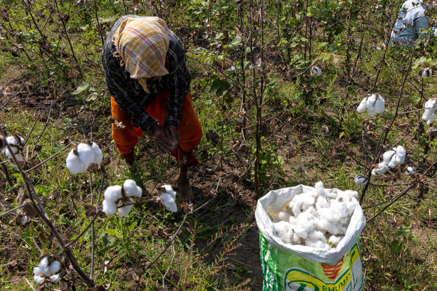 Picking cotton by hand in India. A t-shirt takes about a quarter of a kilogram of it.