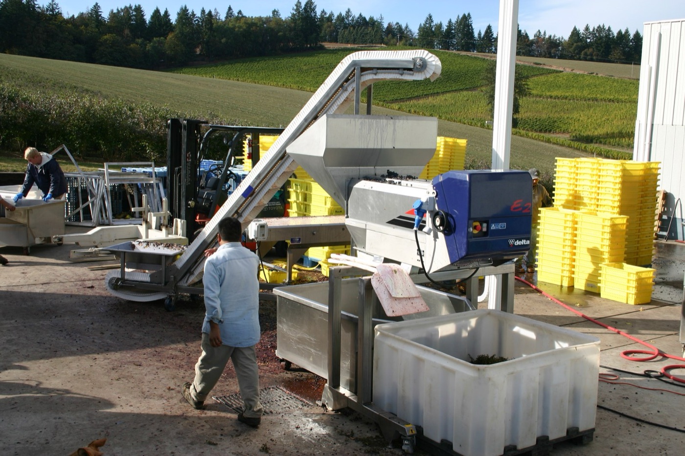 Grapes arriving at the crusher. From here on, the water in the wine is the water in the grape.