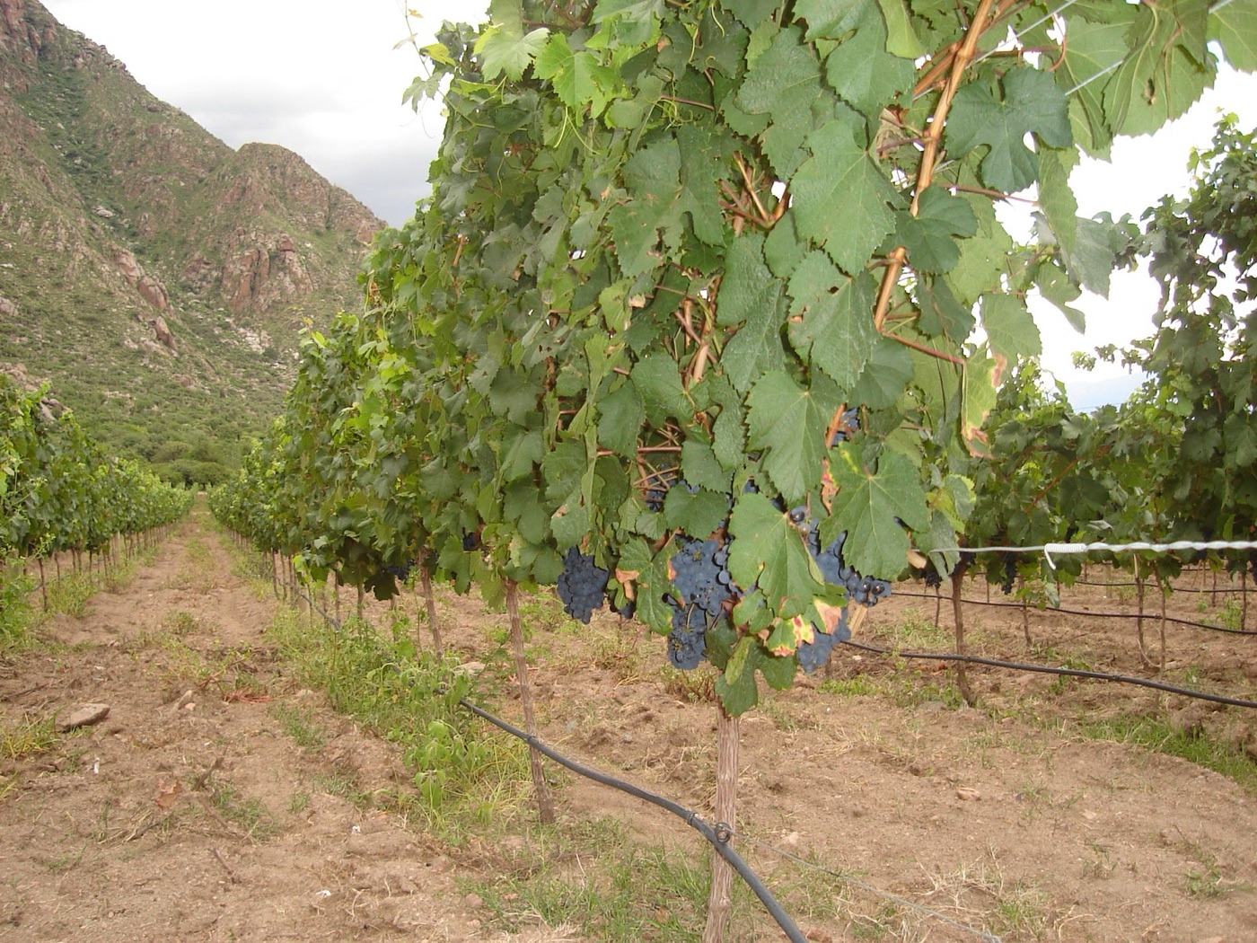 A drip line along a vine row. Where vineyards are irrigated, this is how.