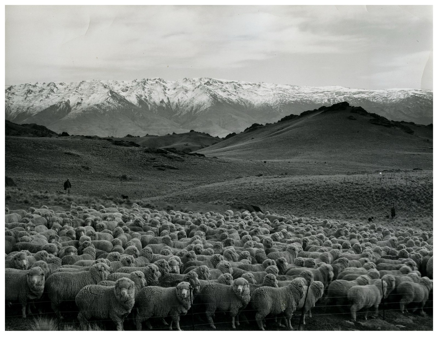 Mustering sheep on a high country station in Otago, New Zealand, in 1965. Land like this grows grass and little else.